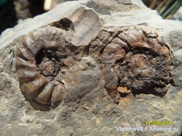 аммониты, триас, головоногие моллюски, мезозойская эра, Ammonites, Triassic