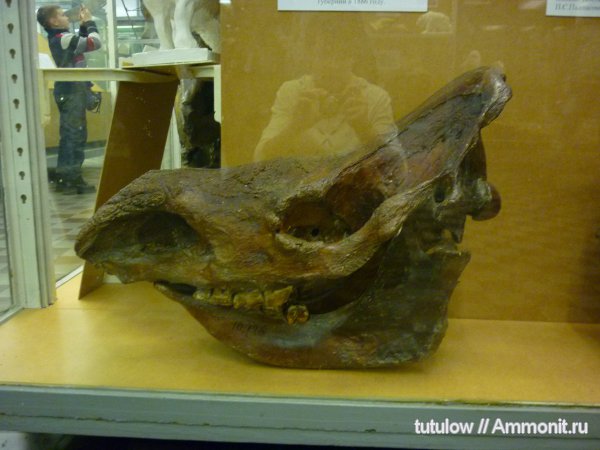 шерстистые носороги, череп, Зоологический музей Санкт-Петербурга