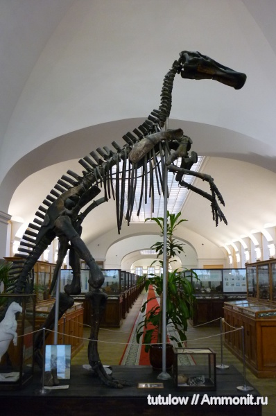 динозавры, музеи, Mandschurosaurus, ЦНИГР музей им. Ф.Н. Чернышева