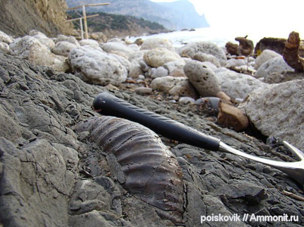 аммониты, юра, головоногие моллюски, Крым, Ammonites, Балаклава, Jurassic