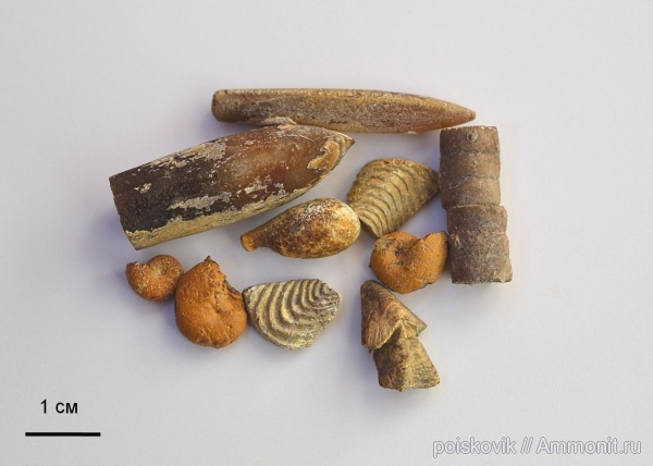 аммониты, белемниты, головоногие моллюски, Крым, Ammonites, иглы морских ежей, belemnites