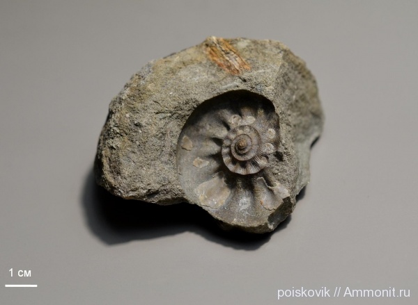аммониты, головоногие моллюски, альб, Крым, Ammonites, Балаклава, Kossmatella, Albian, эрратические валуны