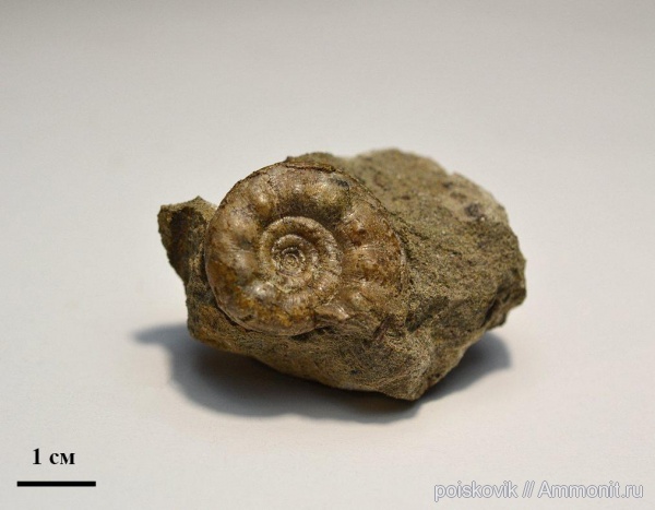 аммониты, головоногие моллюски, альб, Крым, Ammonites, Балаклава, Kossmatella, эрратические валуны, верхний альб