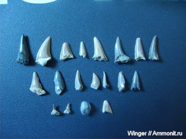 зубы, акулы, Eostriatolamia, Cretoxyrhina, teeth, sharks