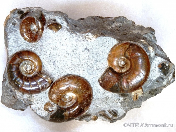 аммониты, нижний мел, апт, Ammonites, Eogaudryceras, Zuercherella, Северный Кавказ, Aptian, Lower Cretaceous