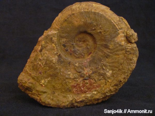 аммониты, юра, головоногие моллюски, Ammonites, Harpoceras, Harpoceratinae, Hildoceratidae, Jurassic
