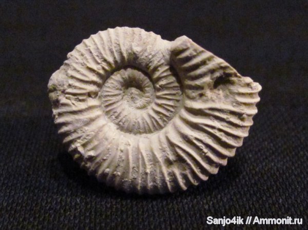 аммониты, юра, головоногие моллюски, Peltoceratoides, Ammonites, Peltoceratoides eugenii, Jurassic