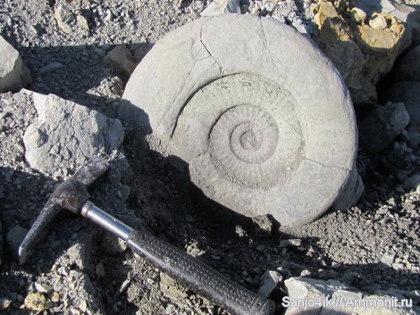 аммониты, юра, головоногие моллюски, Ammonites, колесоцерас, Jurassic