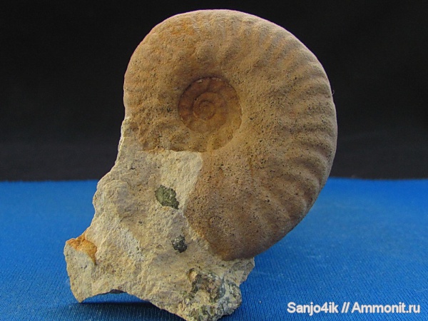 аммониты, юра, Hecticoceras, Ammonites, Jurassic