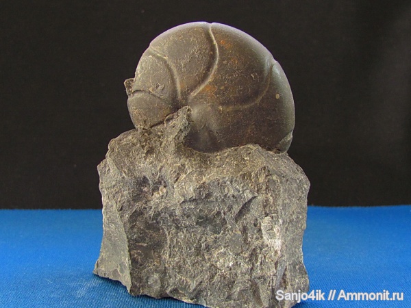 аммониты, девон, Devonian, Goniatitida, Ammonites, Sporadoceras