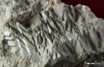 фрагмент стебля  морской лилии. спайные выколки кристалла кальцита. продолный разлом