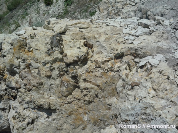 мел, губки, Саратовская область, Cretaceous