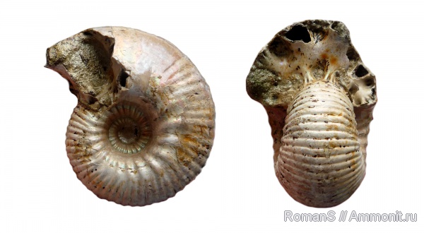 аммониты, юра, Дубки, Eboraciceras, Eboraciceras carinatum, Саратовская область, Ammonites, Jurassic