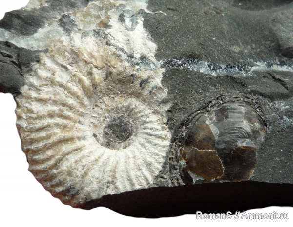 аммониты, Deshayesites, апт, Саратовская область, чешуя, Ammonites, Deshayesitidae, Aptian