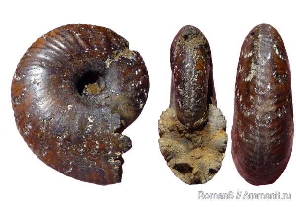 аммониты, юра, Rondiceras, Саратовская область, Ammonites, muscle scars, Jurassic