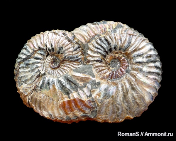 аммониты, мел, Deshayesites, апт, Саратовская область, Ammonites, Deshayesitidae, Aptian, Cretaceous