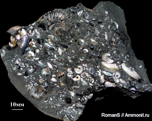 аммониты, Deshayesites, апт, Aconeceras, Aconeceras trautscholdi, Саратовская область, Ammonites, Aptian