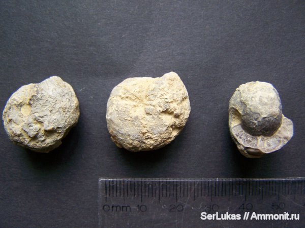 аммониты, Крым, Ammonites, Балаклава