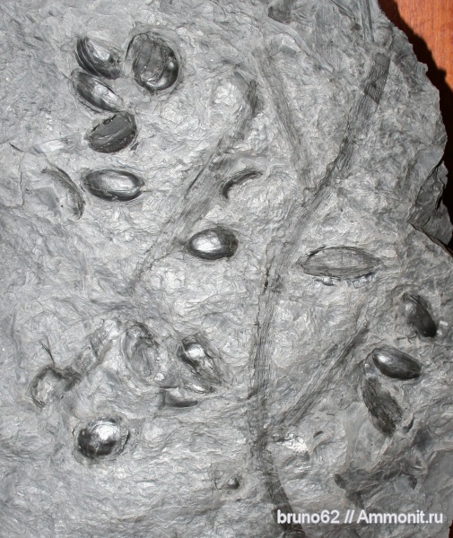 Carboniferous, Pachytesta, medullosean, Bolsovian, seed ferns