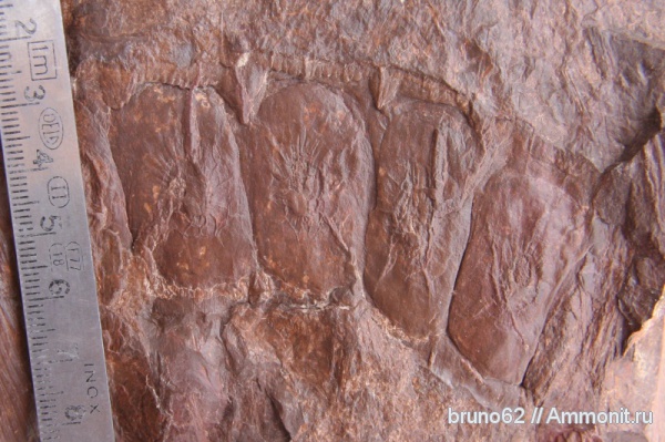 Carboniferous, Bolsovian, France, plants from Liévin aera, Calamitina