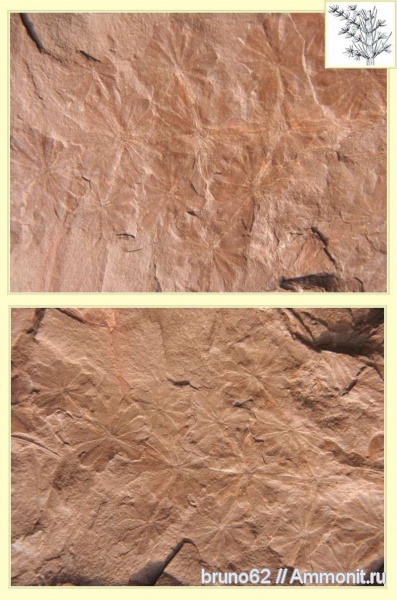 Carboniferous, Annularia, Bolsovian, France, plants from Liévin aera