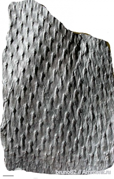 Carboniferous, Asolanus
