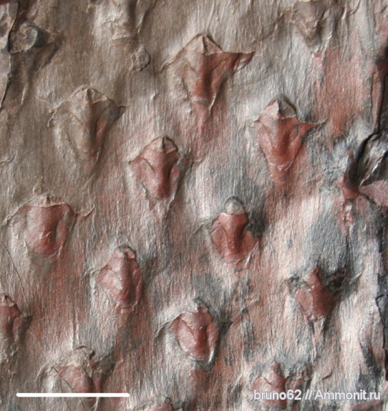 Carboniferous, Asolanus, Bolsovian, France, plants from Liévin aera