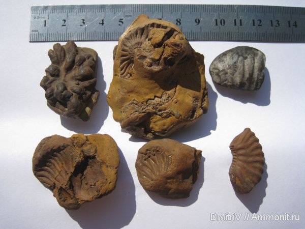 аммониты, отпечатки, ?, Ammonites