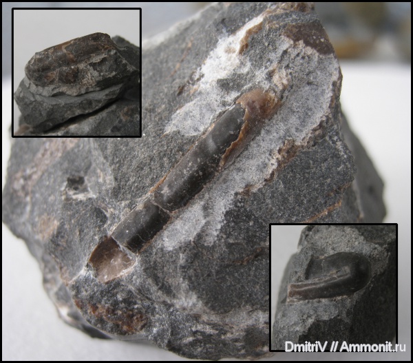 аммониты, Ammonites, Ptychoceras