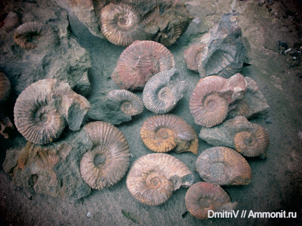 аммониты, конкреции, Ammonites, Acanthohoplites