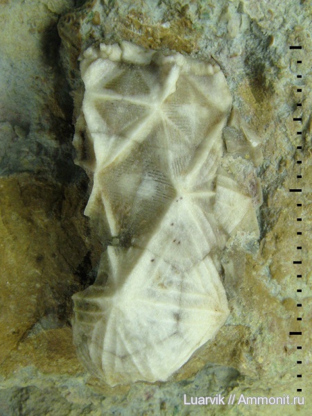 Cystoidea, Rhombifera, Cheirocrinidae, Cheirocystis