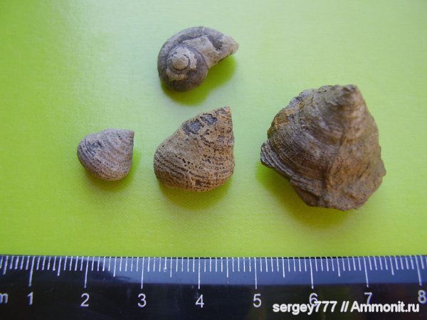юрский период, брюхоногие моллюски, Украина, Крым, Jurassic