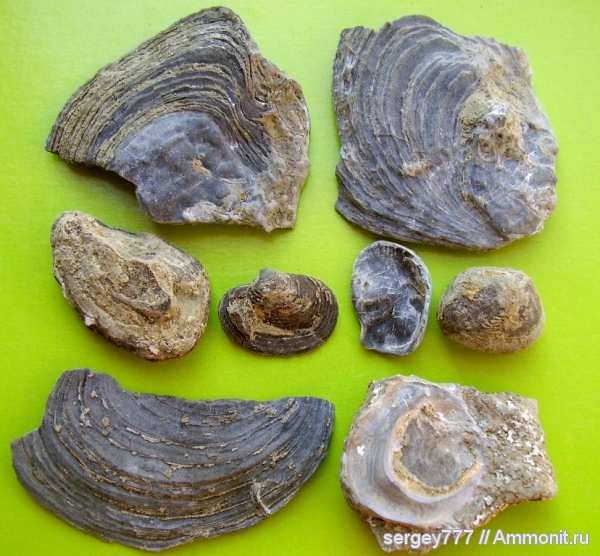 юрский период, двустворчатые моллюски, Крым, Jurassic