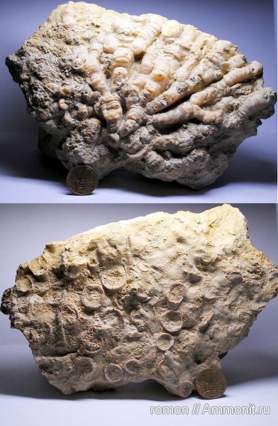 девон, кораллы, Devonian, Rugosa