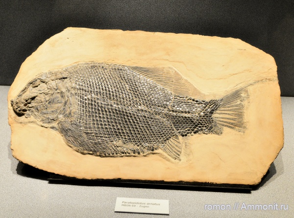 рыбы, музеи, Paralepidotus ornatus, Paralepidotus, Бергамо