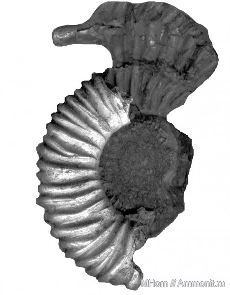 аммониты, келловей, Peltoceras, средняя юра, Дубки, Ammonites, Callovian, Middle Jurassic