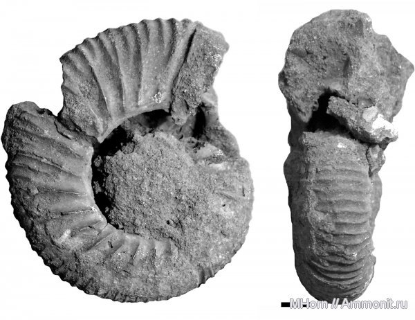 аммониты, волжский ярус, Ярославская область, Epivirgatites, Epivirgatites lahuseni, Глебово, Ammonites, Volgian
