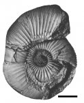 Praechetaites tenuicostatus (Schulgina, 1967)