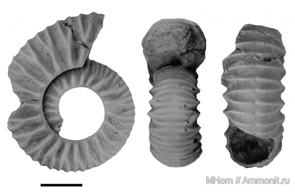 Desmosphinctes, Prorasenia, голотип, Prorasenia mniownikensis, holotype