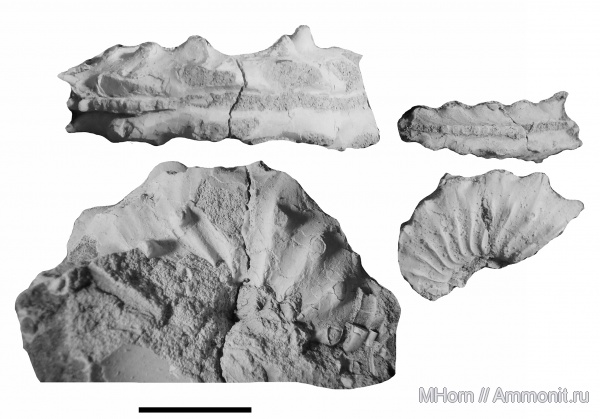кимеридж, Amoebites, Kimmeridgian, Amoebites salfeldi, Upper Jurassic