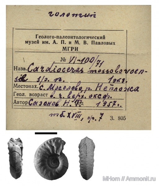 Cardioceras, голотип, Plasmatites, Plasmatites mossolovoense, holotype