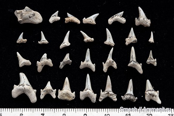 Palaeoanacorax, Eostriatolamia, зубы акул, Cretoxyrhina, Archaeolamna, Варавино, shark teeth