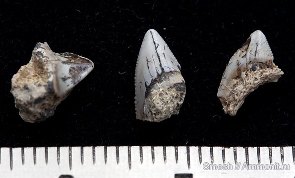 Squalicorax, зубы акул, Cretoxyrhina denticulata, Варавино, shark teeth