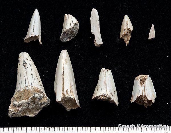 Cretalamna, зубы акул, Cretoxyrhina, Варавино, shark teeth