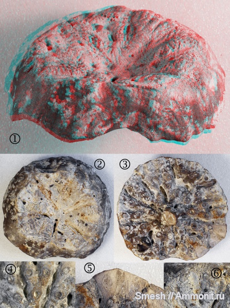 мел, губки, Саратов, Саратовская область, 3D-изображения, Coeloptychium, Spongia, Coeloptychium rude, Cretaceous