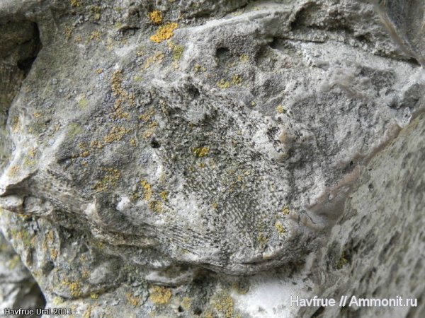окаменелости, пермь, мшанки, Fossils, Permian