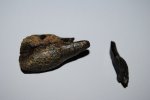 Зуб Ихтиозавра