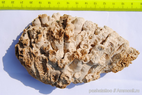 кораллы, кишечнополостные, нижний карбон, Syringopora, Rugosa, визейский ярус, Corwenia
