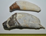зубы  Базилозавра