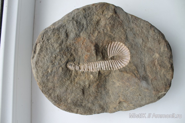гетероморфные аммониты, Адыгея, heteromorph ammonites